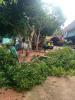 งานป้องกันและบรรเทาสาธารณภัย สำนักปลัด ออกดำเนินการตัดต้นไม้