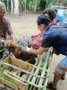 ลงพื้นที่มอบวัคซีนและฉีดวัคซีนป้องกันโรคพิษสุนัขบ้า สำหรับพื