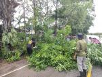 งานป้องกันฯ สำนักปลัด ออกดำเนินการตัดต้นไม้ ล้มกรีดขวางการจร