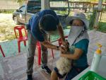 ดำเนินการฉีดวัคซีนโรคพิษสุนัขบ้า พื้นที่หมู่ที่ 13